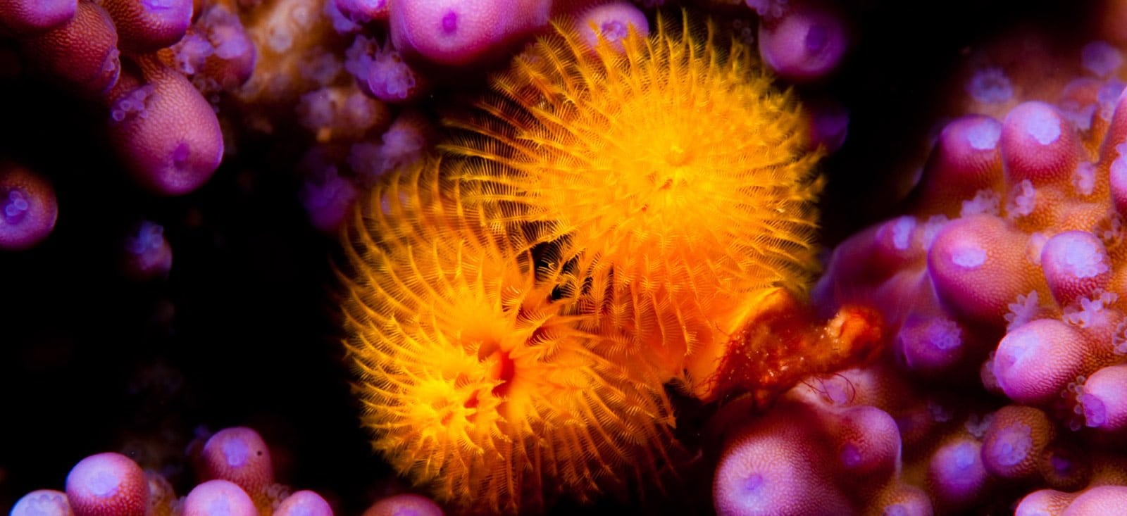 Annual Report by Zephyrmedia